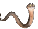 :snakcat