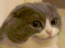 Melvin