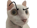 chat perplexe