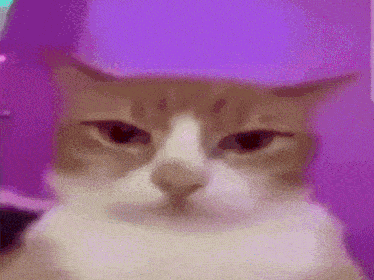 catdrip