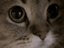 miaou