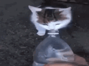 gatoaqua