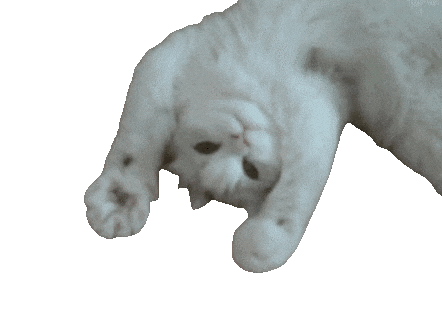 catpatoune