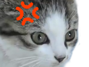 catvnr