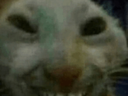 chat démon