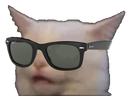 catglasses