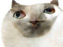 Avatar de [deleted649712]