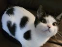 vache