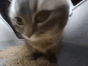 https://pub-edb0c2460d754c5eb19e4f23b232496e.r2.dev/5c476ea3-6b96-4c63-aaf3-5fbf48c9bebf.gif