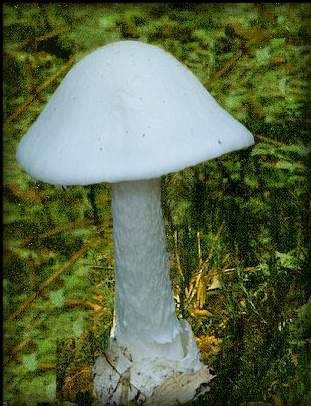 Boletus