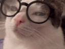 suscat