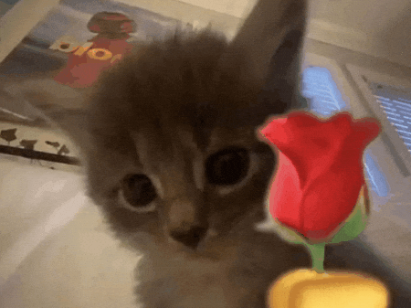 catflower