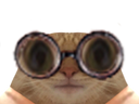 chat lunettes