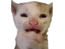 chat peur
