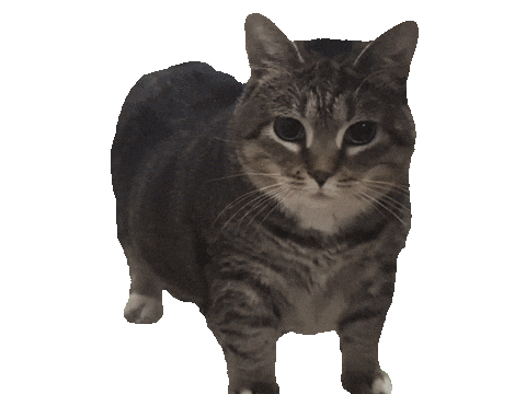 catjamm2