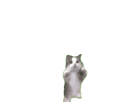 catappy