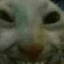 Rat
