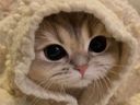 chaton