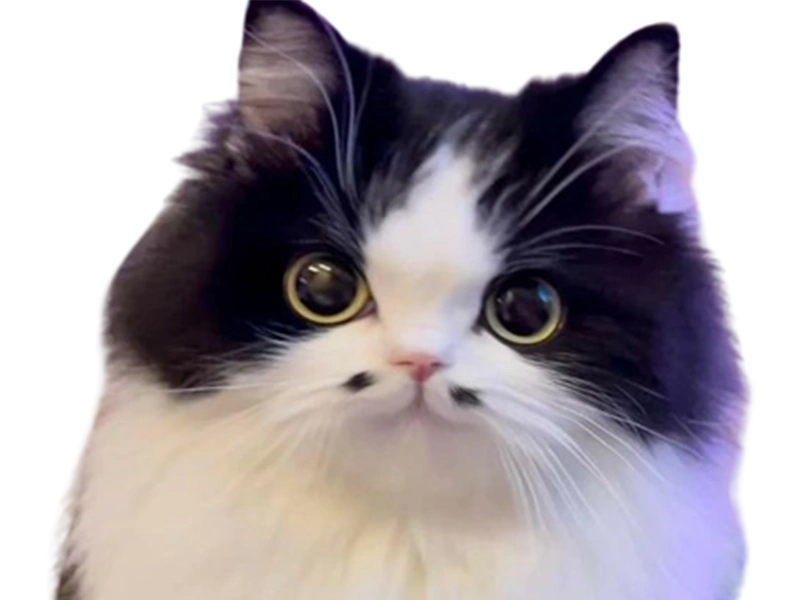 https://pub-edb0c2460d754c5eb19e4f23b232496e.r2.dev/be6944ac-1ac7-4800-a2aa-2bec68bec49a.png