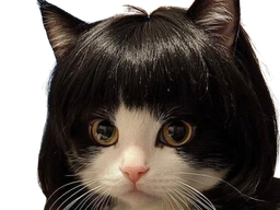 chatbob 