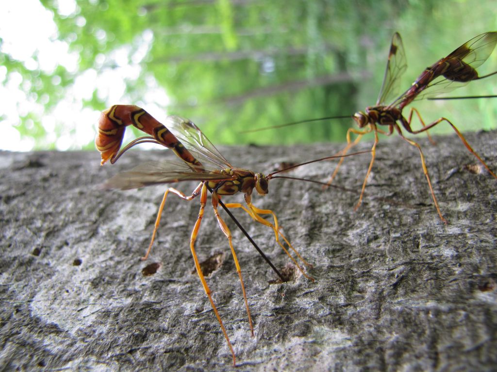 Avatar de Parasitoide