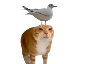 Rizifjf