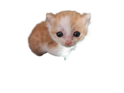 Smol