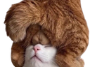 Chatscouilles