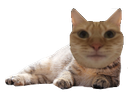 chat allongé