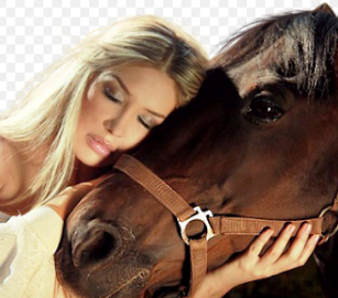 Club Des Amateurs d'Equitation