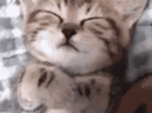 sleepcat